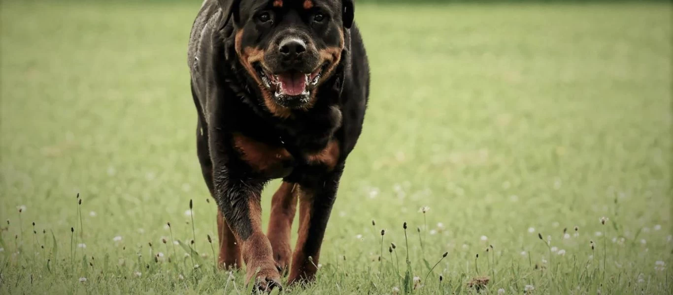 Αναστάτωση στην Κοζάνη: Ροτβάιλερ επιτέθηκε σε 7χρονο κοριτσάκι